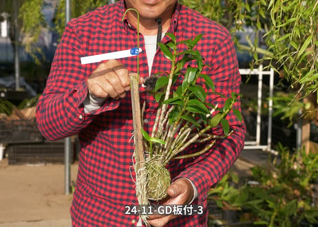 24-11-GD-板付-3