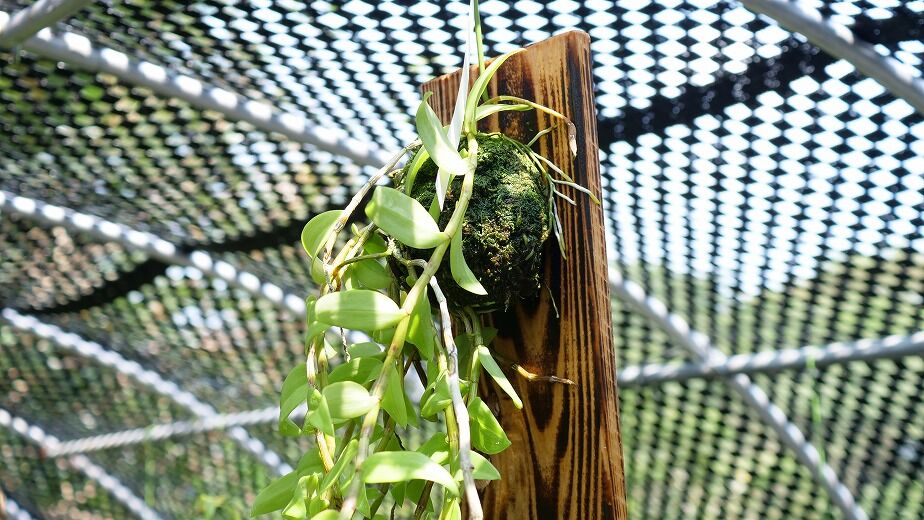 ピエラルディー デンドロビウムピエラルディ板付け】EP-003 | くるから村