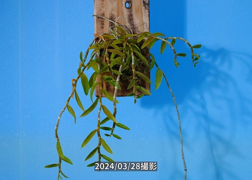 Den.ロディゲシー板付け】ET-L-011 | くるから村