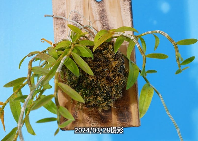 Den.ロディゲシー板付け】ET-L-011 | くるから村