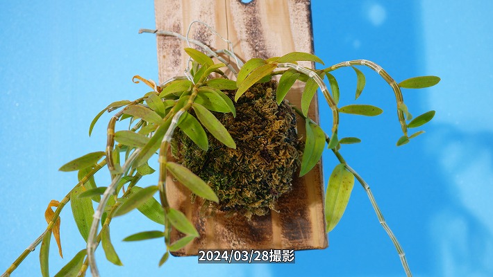 Den.ロディゲシー板付け】ET-L-011 | くるから村