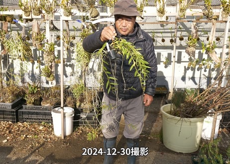 24-12-アフィラム親木-18