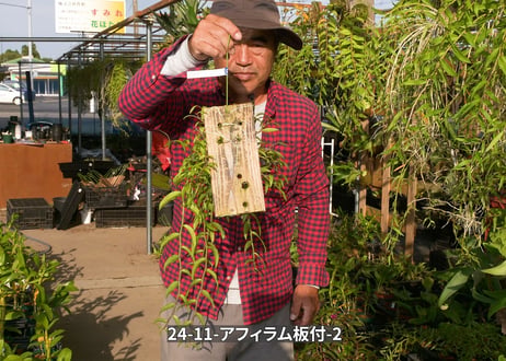 24-11-アフィラム板付-2