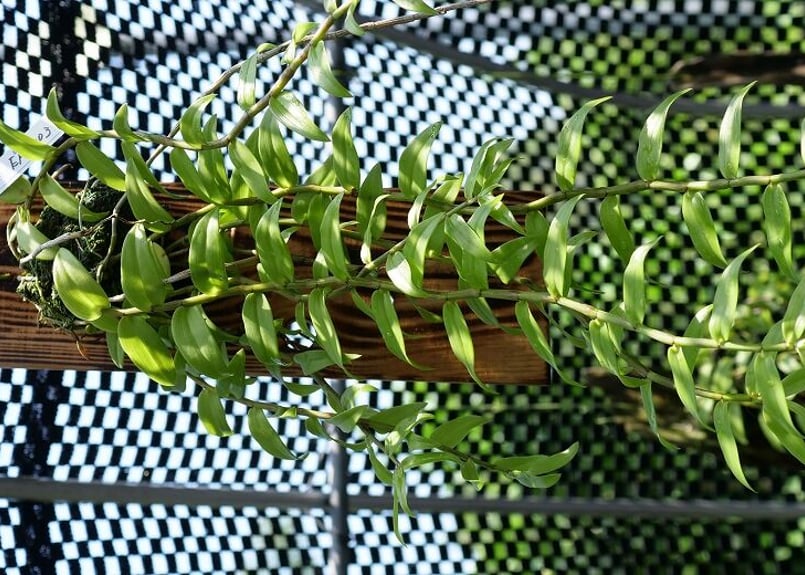 デンドロビウムピエラルディ板付け】EP-003 | くるから村