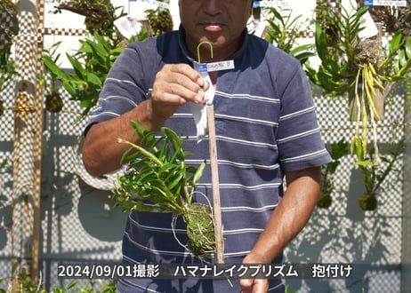 【ハマナレイクプリズム板付け13】