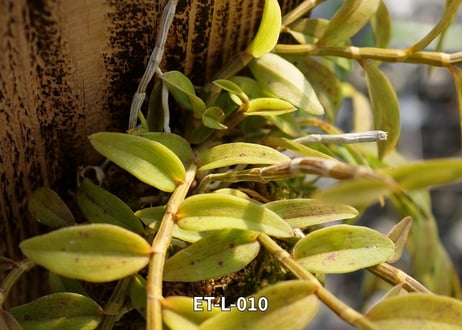 【Den.ロディゲシー板付け】ET-L-010