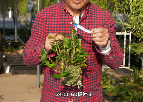 24-11-GD-板付-3