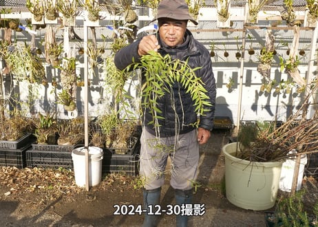 24-12-アフィラム親木-18
