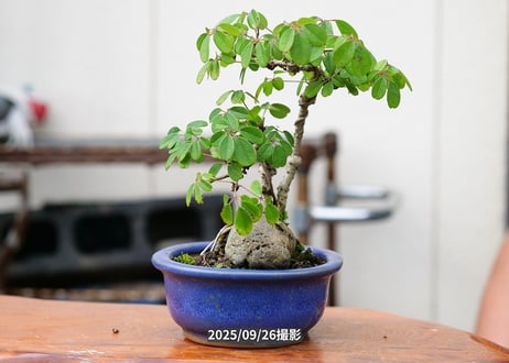 No.A-2　五葉アケビ