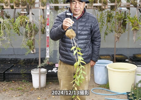 24-12-マダムロイヤル-12