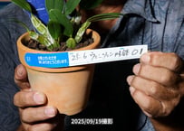 25-06-01　ウェンツェン4号鉢
