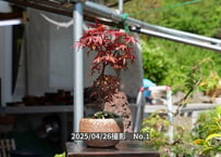 No.1出猩々もみじ