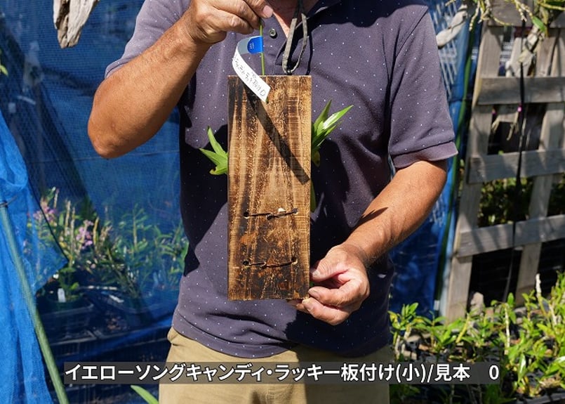 25-06-0 イエローソングキャンディ・ラッキー(小) | くるから村