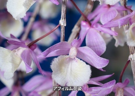 24-11-アフィラム板付-2