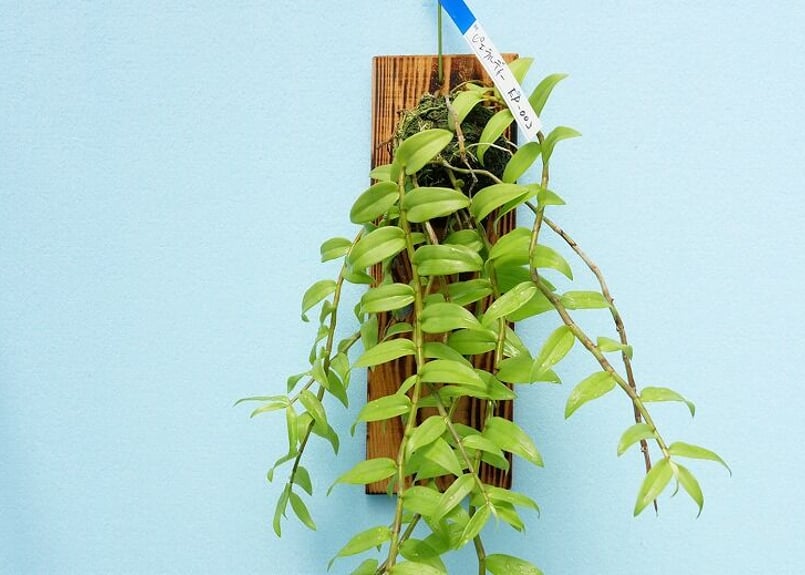 デンドロビウムピエラルディ板付け】EP-003 | くるから村