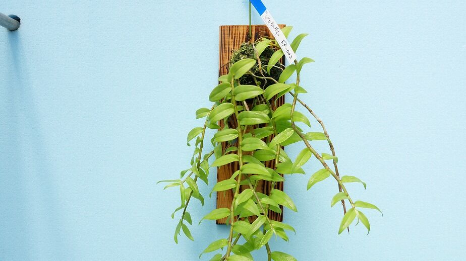 デンドロビウムピエラルディ板付け】EP-003 | くるから村