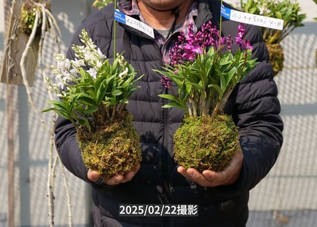 キンギアナム苔玉紅白セット【25-02-4A/B】