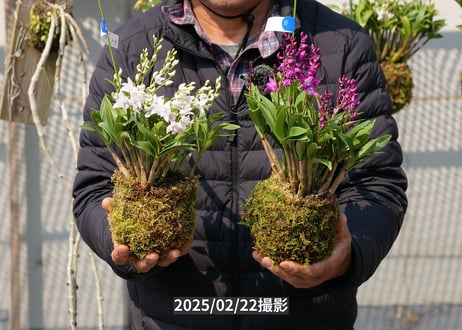 キンギアナム苔玉紅白セット【25-02-4A/B】