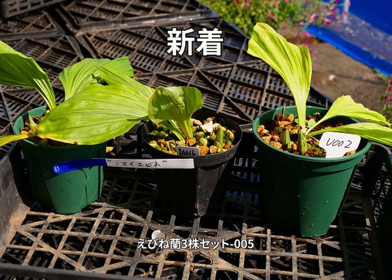 えびね蘭3株セット】005 | くるから村