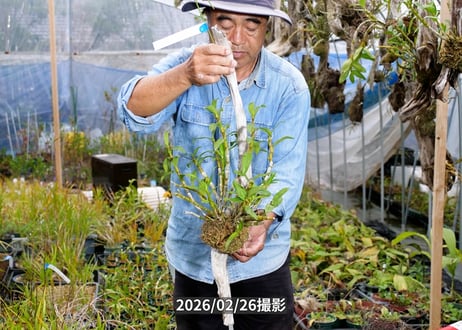 12-26-04-R-02　ガーデンデンドロビウム　流木付け