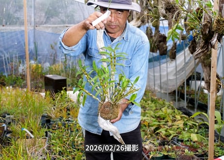 12-26-04-R-02　ガーデンデンドロビウム　流木付け