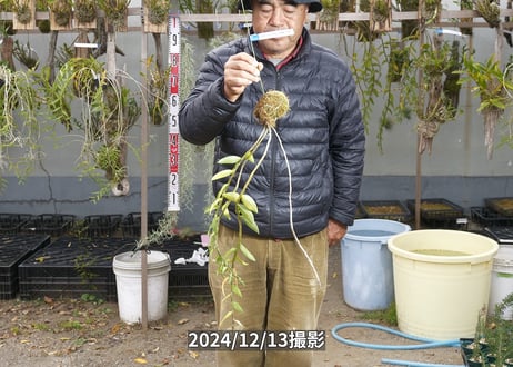 24-12-マダムロイヤル-12