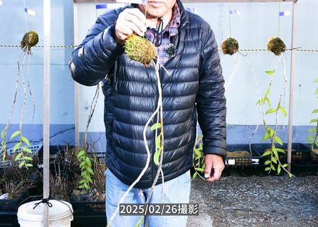 【マダムロイヤル苔玉】25-2-5