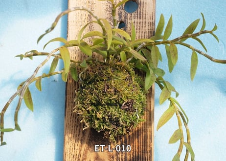 【Den.ロディゲシー板付け】ET-L-010