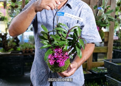 25-10-05　ヒピキ苔玉