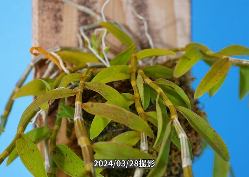 Den.ロディゲシー板付け】ET-L-011 | くるから村