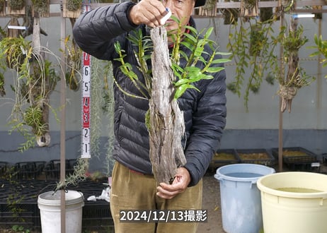 24-12-GD-流木-1