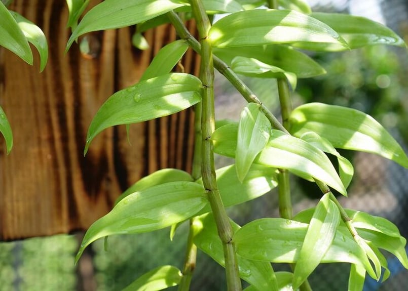 デンドロビウムピエラルディ板付け】EP-003 | くるから村