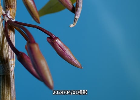 【Den.ピエラルディ板付け】ET-P-012