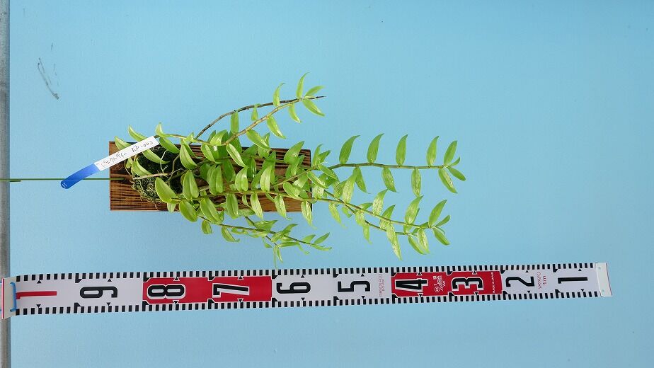 デンドロビウムピエラルディ板付け】EP-003 | くるから村