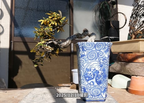 No.E-1　斑入り寒グミ