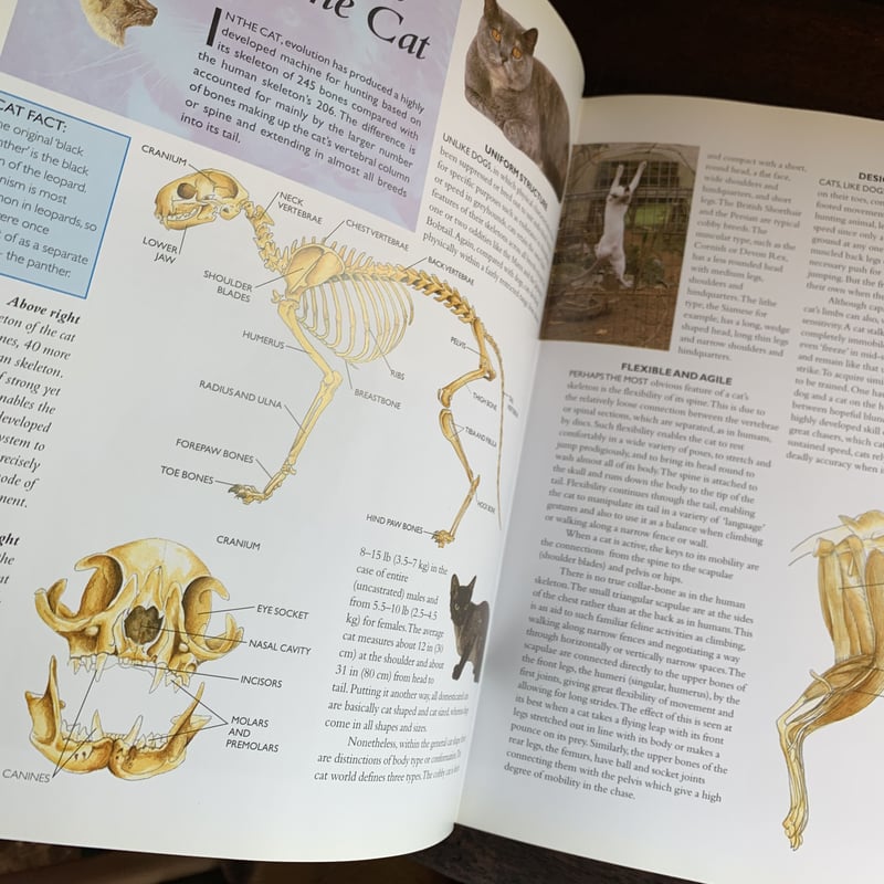 洋書 / 猫の図鑑 「THE CAT」 | STRANGEPOPS