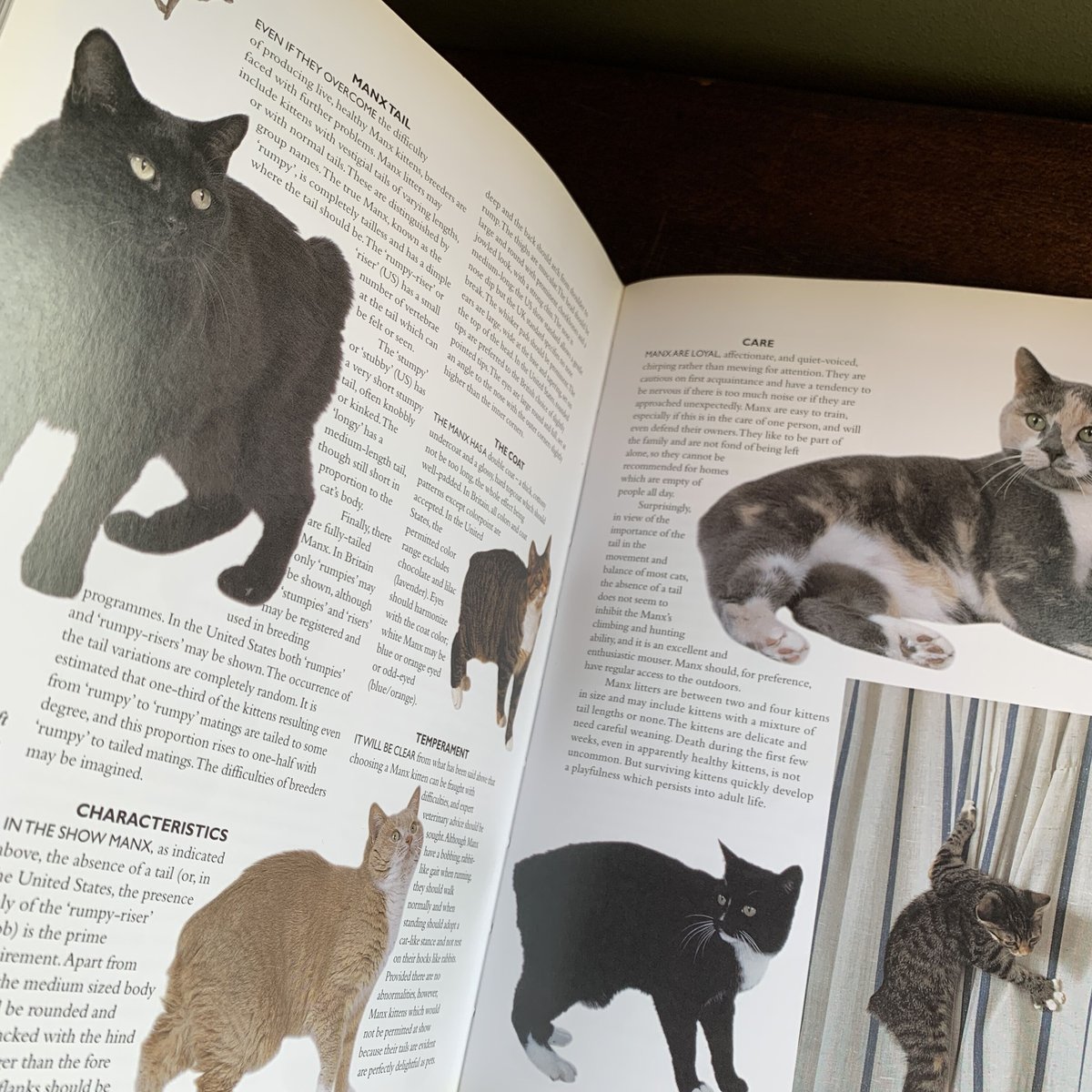 本256／洋書　図鑑　all the World's Cat Breeds illustratedencyc0000rixo_p3i4