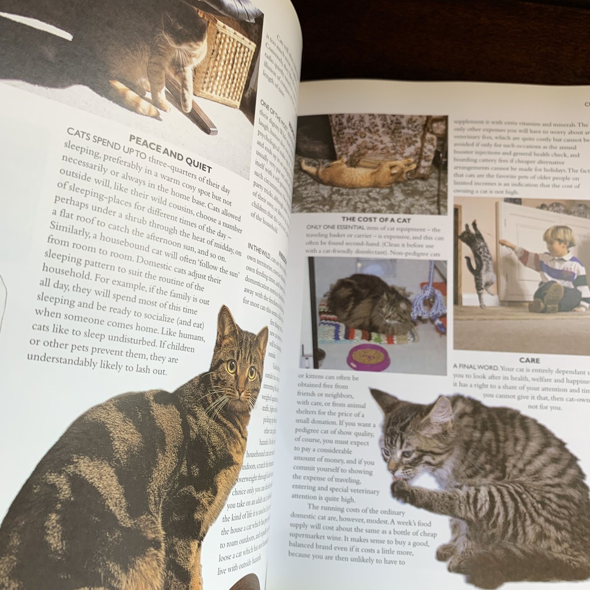 キュートな猫洋書　猫洋書　ヴィクトリアン洋書　猫写真洋書　猫ミニトランプ 洋書 / 猫の図鑑 「THE CAT」 | STRANGEPOPS