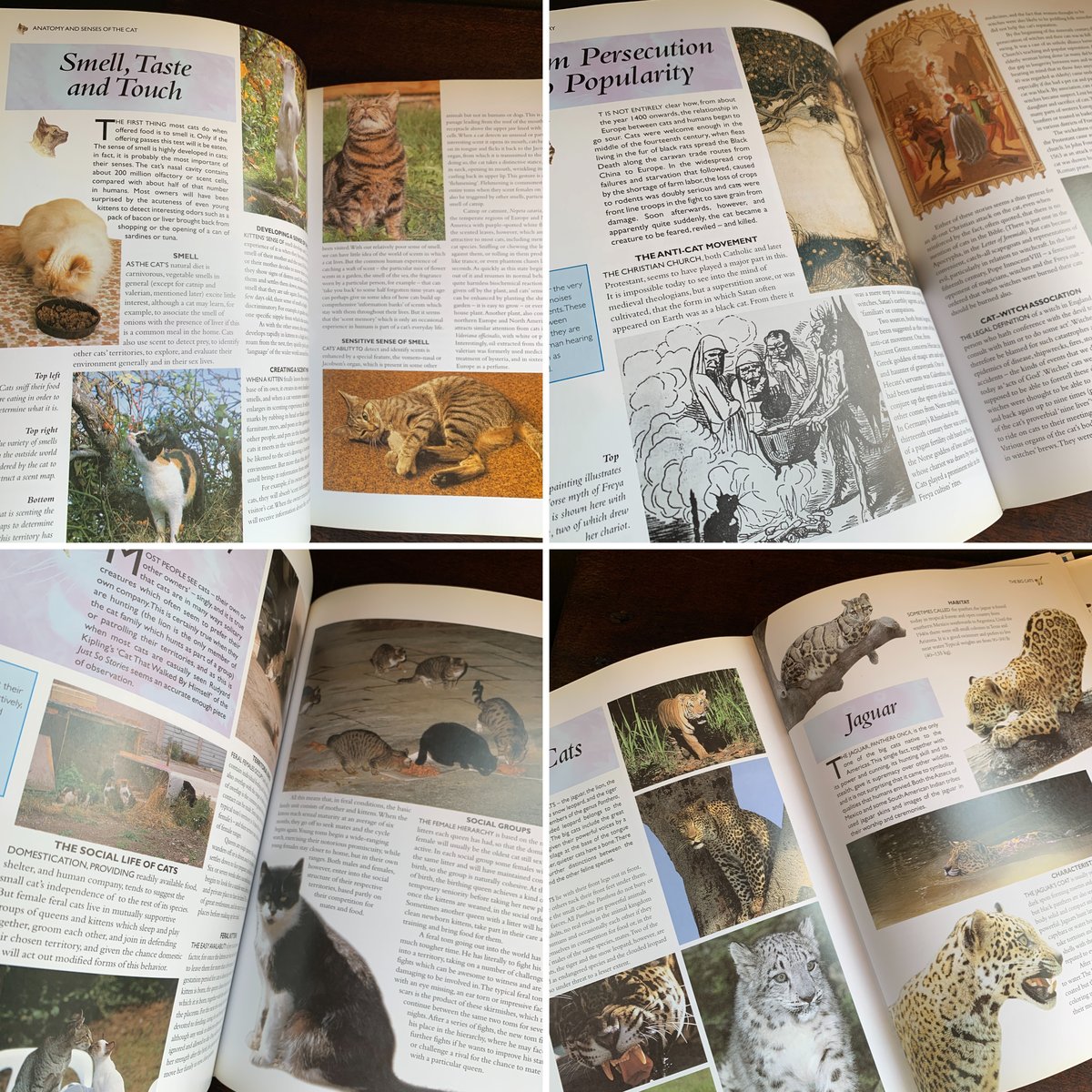 洋書 / 猫の図鑑 「THE CAT」 | STRANGEPOPS