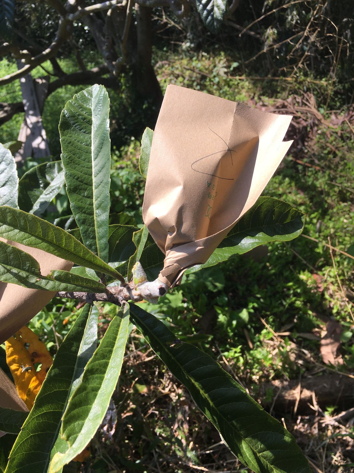 無農薬　天草産露地枇杷 天草産 無農薬 露地枇杷 約2.6kg