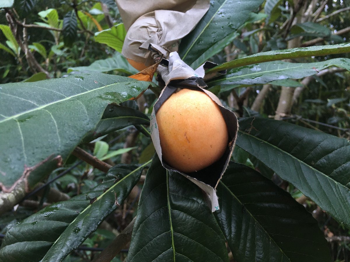 無農薬　天草産露地枇杷 天草産 無農薬 露地枇杷 約2.6kg
