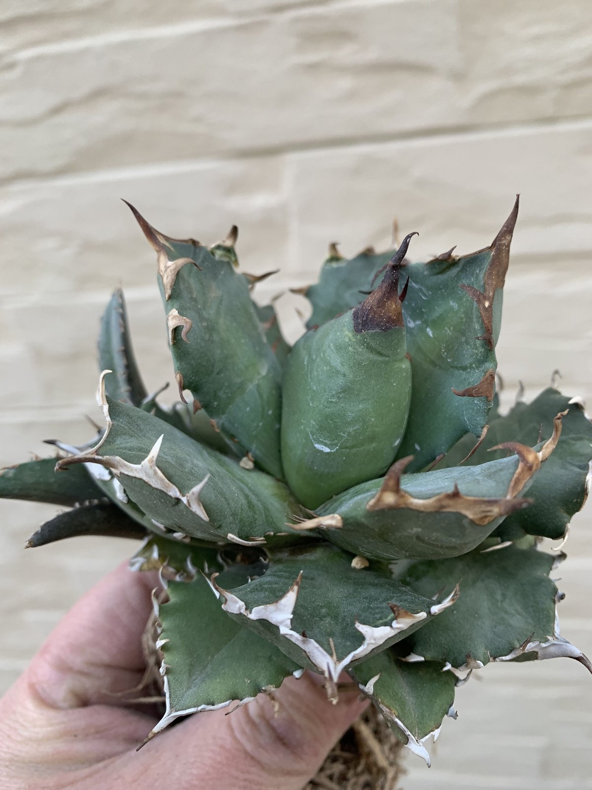 ロウルサンコさん苗 アガベ チワワチタノタ 鉢ごと - 植物/観葉植物