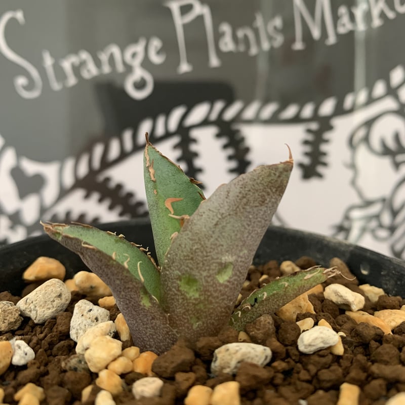 agave titanota アガベ チタノタ ノーネーム | Strange plants 