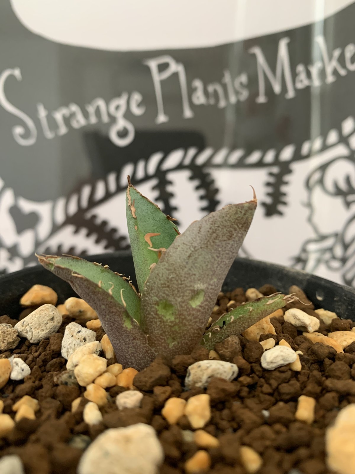 agave titanota アガベ チタノタ ノーネーム   Strange plants