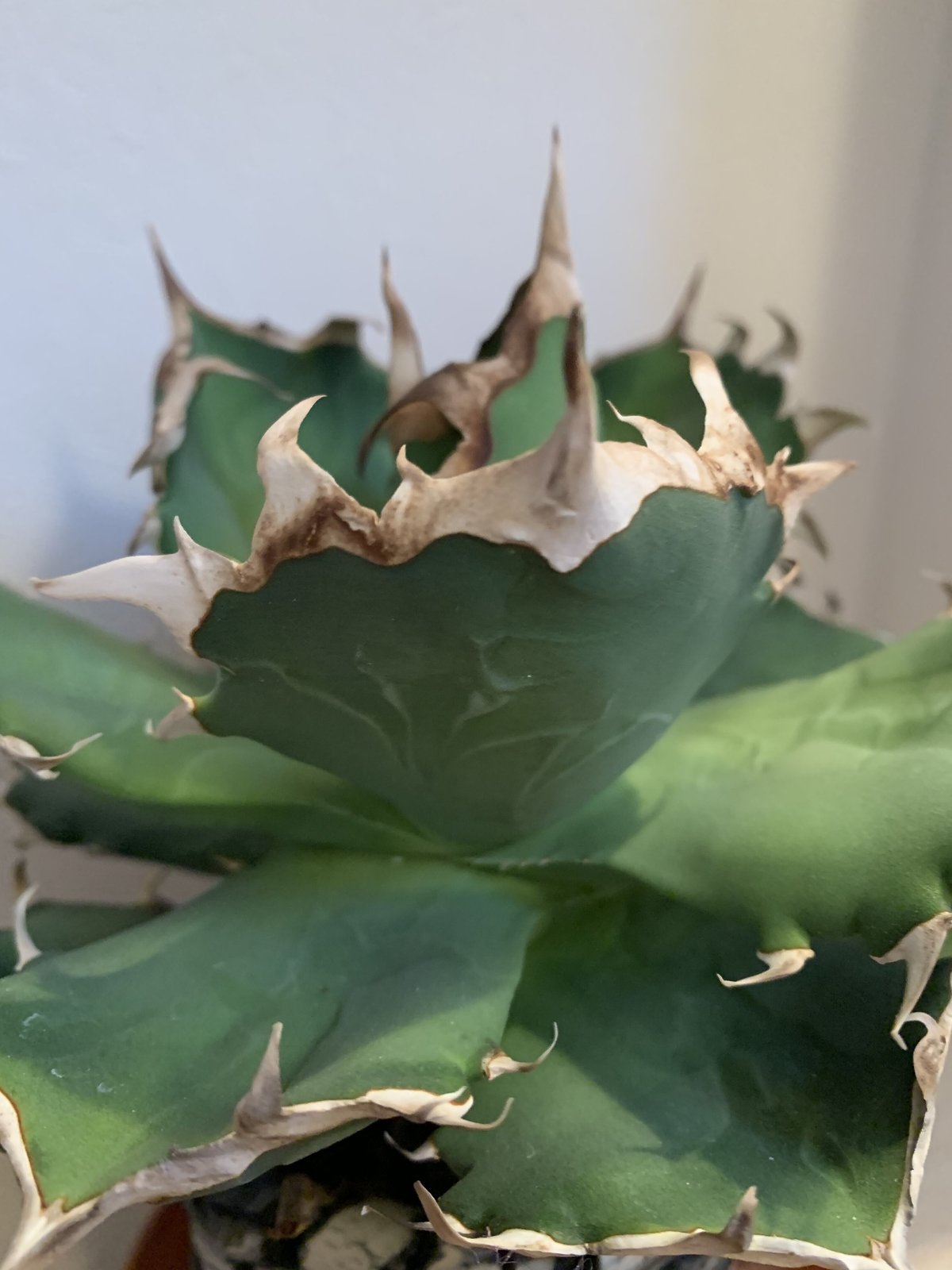 agave titanota アガベ チタノタ 螃蟹⑤ | Strange plants ma...