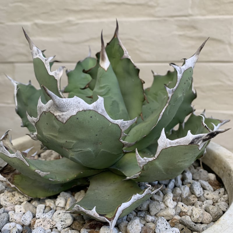 残りわずか】 AGAVE titanota アガベ チタノタ 厳龍牡丹② 植物/観葉