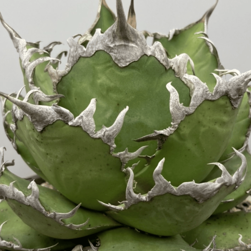 agave titanota アガベ チタノタ シーザー⑤ Strange plants
