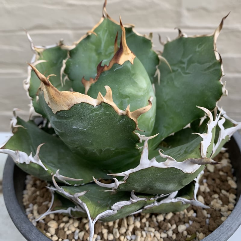 agave titanota アガベ チタノタ 金鯨 | Strange plants mar...