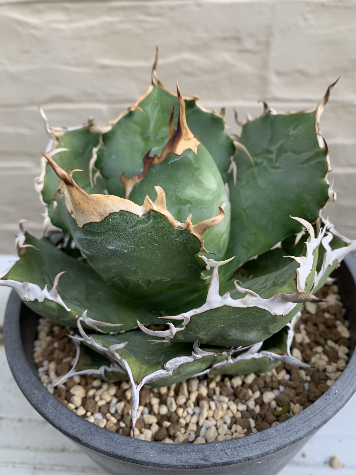 agave titanota アガベ チタノタ 金鯨 | Strange plants mar...