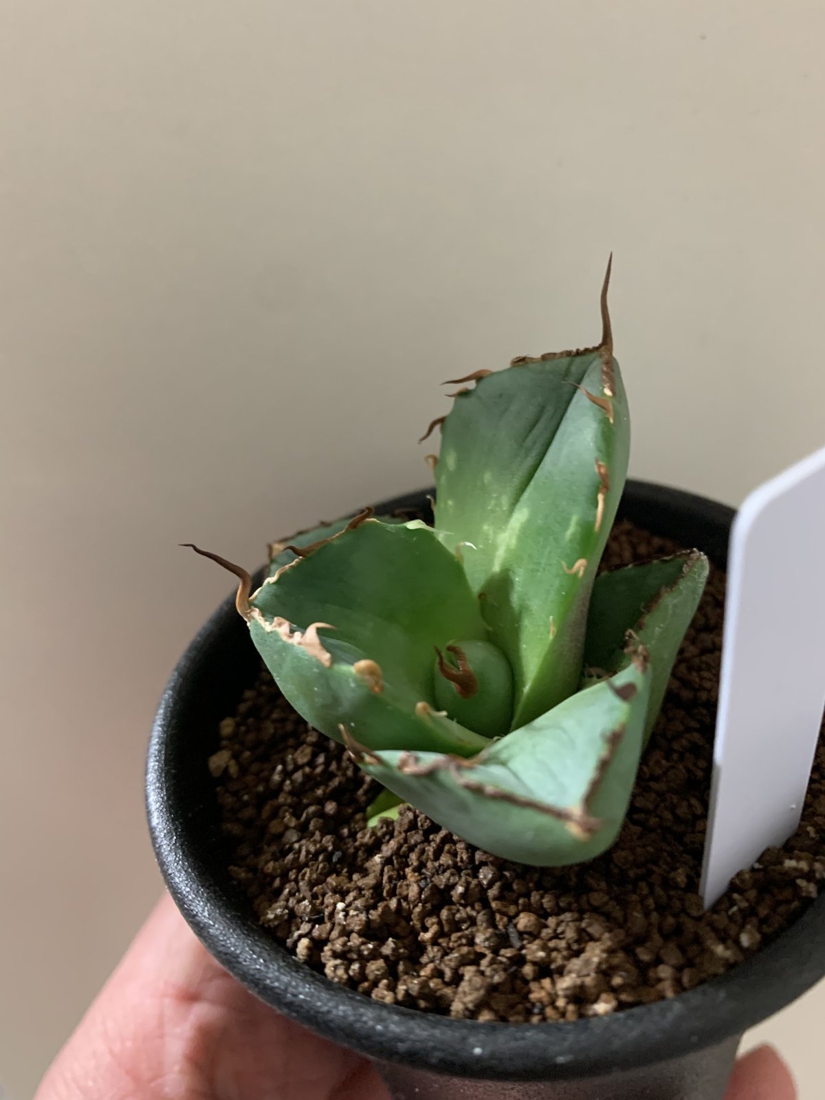 agave titanota 純血 ジャガーノート juggernaut | Strange